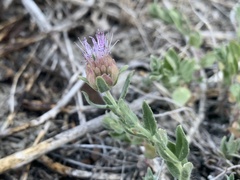 Monardella australis