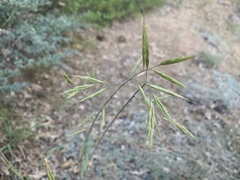 Bromus hallii
