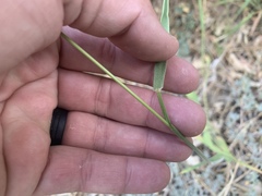 Bromus hallii