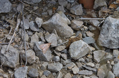 Uresiphita reversalis