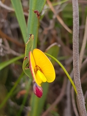 Bossiaea ensata