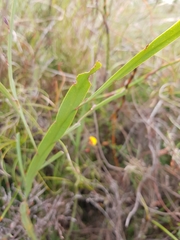 Bossiaea ensata