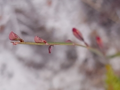 Bossiaea ensata