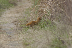 Mustela sibirica