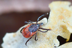 Ixodes persulcatus