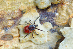 Ixodes persulcatus
