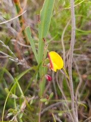 Bossiaea ensata