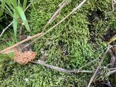 Brachythecium frigidum