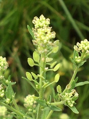 Lepidium ramosissimum