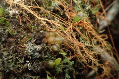 Bulbophyllum tuberculatum