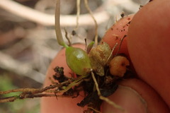 Bulbophyllum tuberculatum