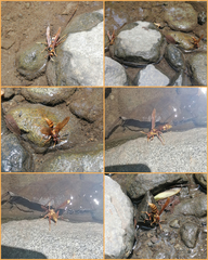 Polistes carnifex carnifex