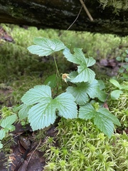 Rubus humulifolius