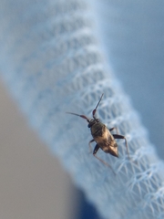 Spanagonicus albofasciatus