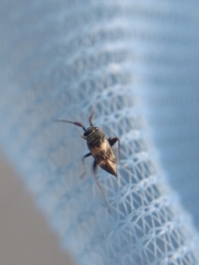 Spanagonicus albofasciatus