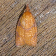 Cenopis diluticostana