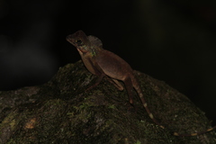 Wiegmann's Agama photo 2