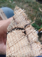 Trypodendron lineatum