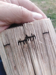 Trypodendron lineatum