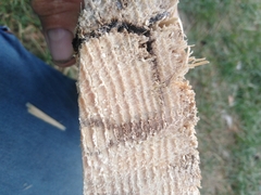 Trypodendron lineatum