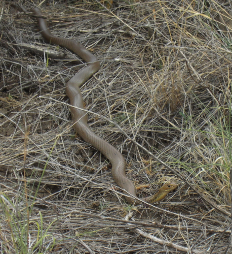 Eastern Brown Snake sighting