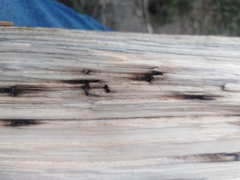 Trypodendron lineatum