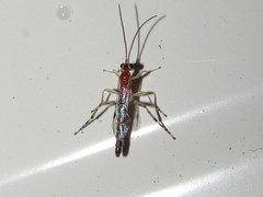 Zaglyptus pictilis