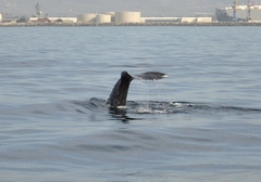 Eschrichtius robustus