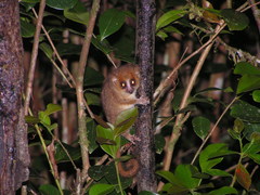 Microcebus rufus