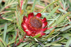 Protea acuminata