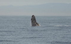 Eschrichtius robustus