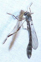 Leptogastrini