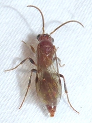 Sphaeropthalma