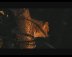 Microcebus rufus