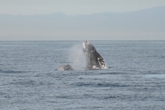 Eschrichtius robustus