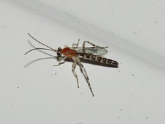 Zaglyptus pictilis