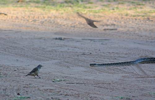 Inland Carpet Python sighting