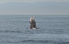 Eschrichtius robustus