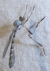 Leptogastrini