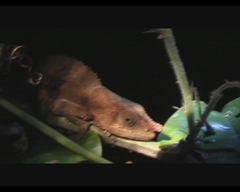 Calumma crypticum