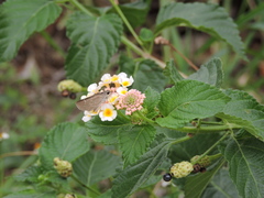 Lerodea eufala eufala