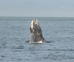 Eschrichtius robustus