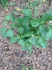 Solanum nigrum nigrum