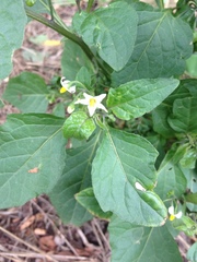 Solanum nigrum nigrum