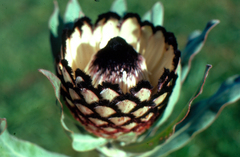 Protea holosericea