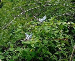 Protographium epidaus epidaus