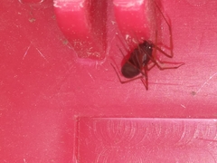 Scytodes