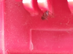 Scytodes