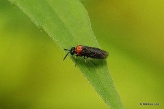 Eutomostethus ephippium