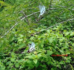 Protographium epidaus epidaus
